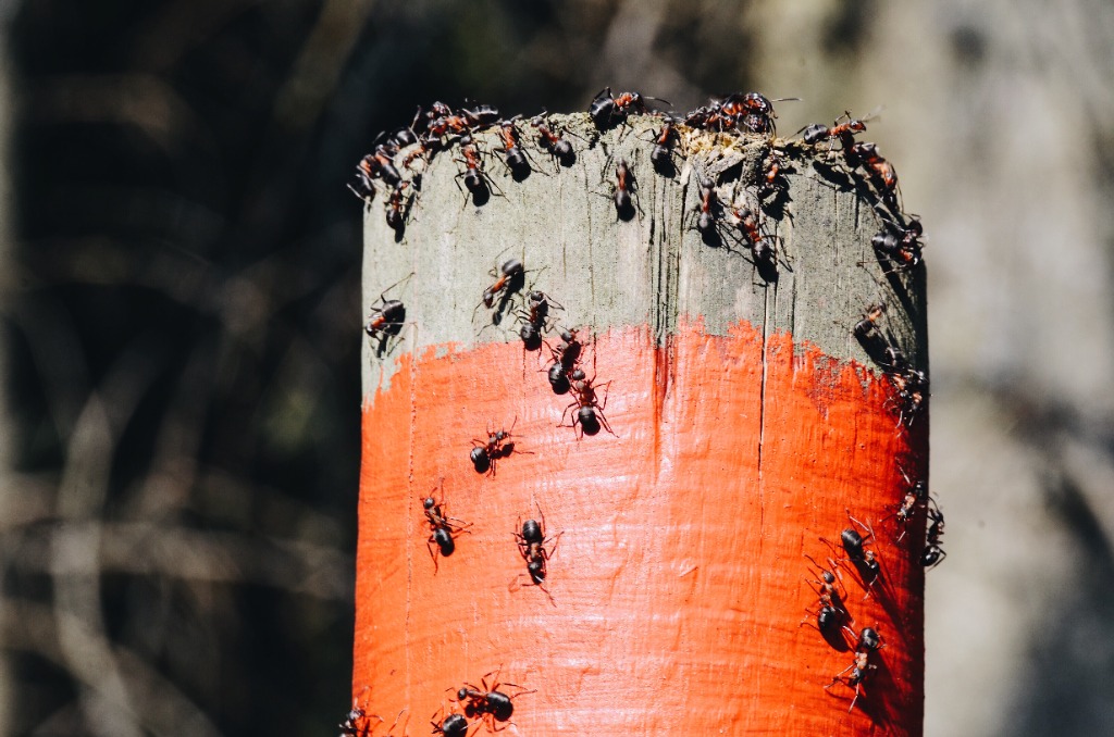 Ant colony eradication and nest treatment in Perth