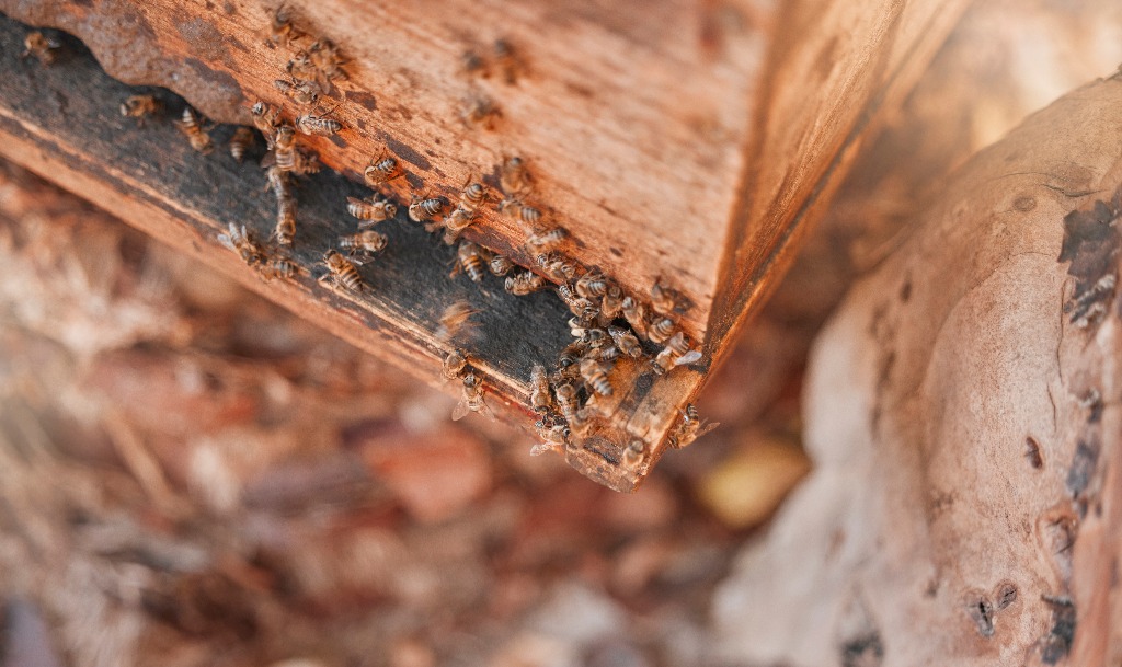 Pre-purchase timber pest inspection assessing timber structural elements and pests in Perth property