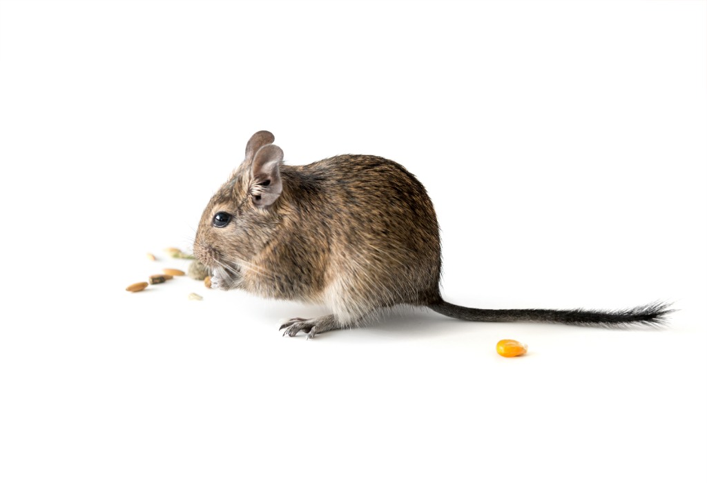 Rodent and rat eradication in Perth roof voids
