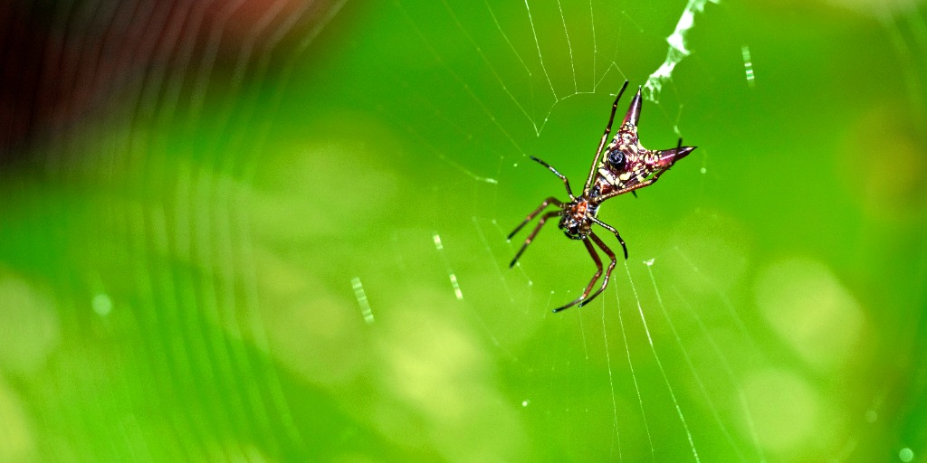 Spider control and Redback web treatment in Perth